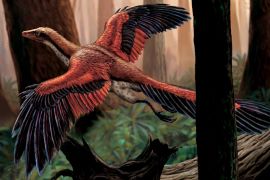 Archaeopteryx was a feathered dinosaur species from the Late Jurassic period